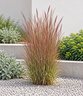 Schizachyrium scoparium ‘Cairo’